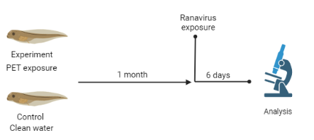 Diagram showing tadpoles in two groups: experimental (PET exposure) and control (clean water). After 1 month, both groups are exposed to ranavirus. 6 days later, the tadpoles are analyzed.