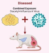 A diagram of a mouse labeled Diseased. Text reads combined exposure: diacetyl+influenza A virus over depictions of molecules for each. An arrow points to a mouse with lung and digestive tract depicted.
