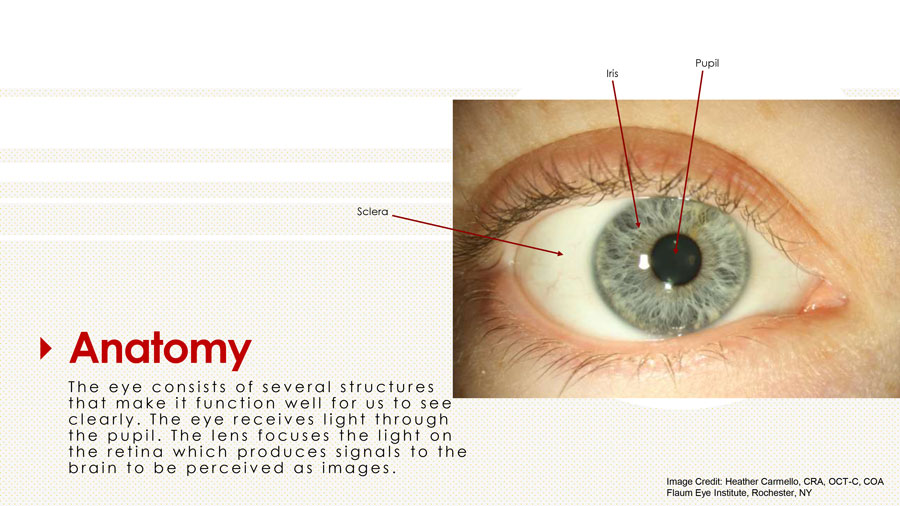 Diabetes and the Eye - Tele-I-Care - Healthy Eyes - Flaum Eye Institute