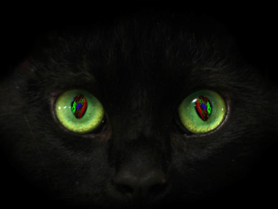 cat eyes photo