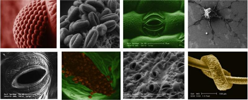 compilation of scanning electron microsprope images