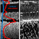 Imaging Mitochondria
