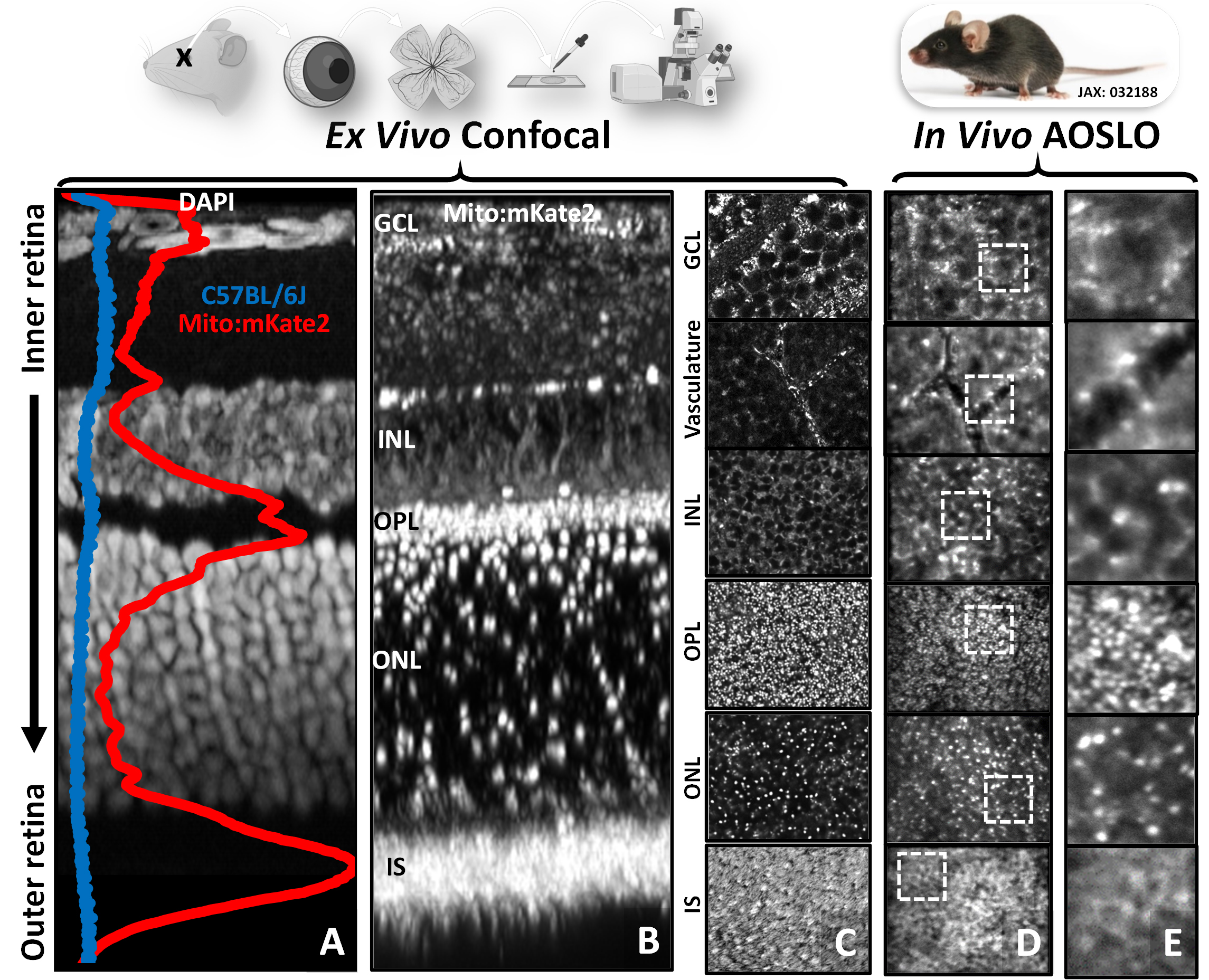 Columns of microscopic images showing cell layers