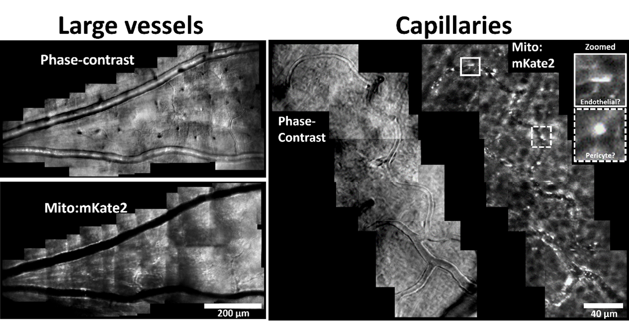 prominent mitochondrial enrichment throughout the retinal vasculature