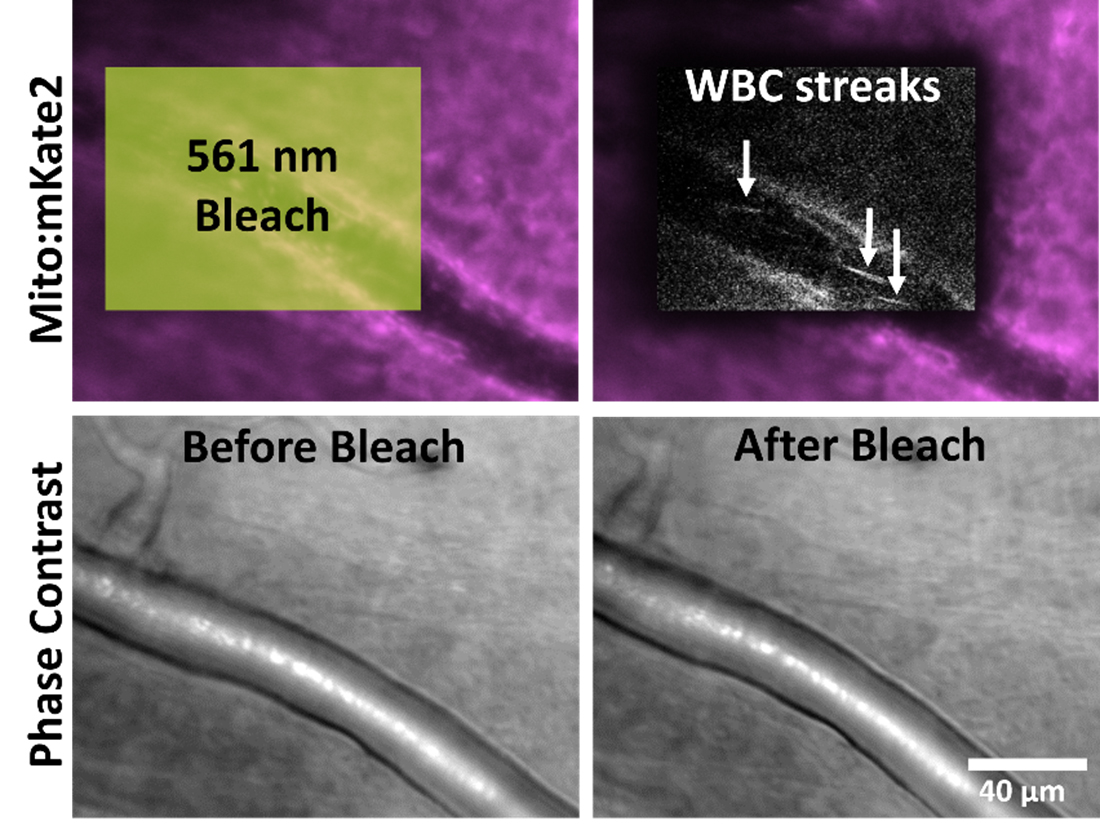 mitochondria within circulating leukocytes were visualized as dynamic fluorescent streaks within the retinal vasculature