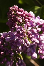 About Rochester - Lilacs