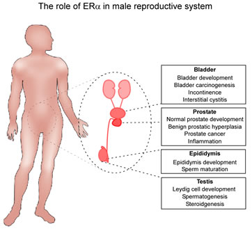 ER in vivo roles in Urology