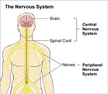 Nervous System Diagram
