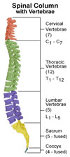 Spinal Column