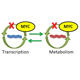 MYC disruption of the circadian metabolic cycle