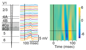Line plot and spectrogram of example neurons
