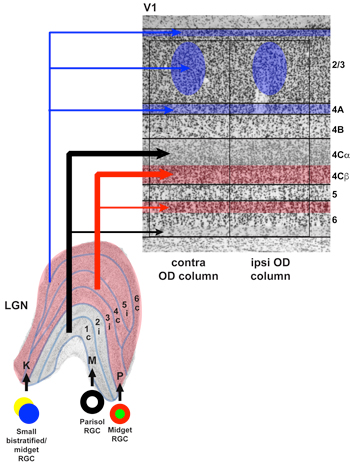 Photo of neuronal layers and illustration of localization