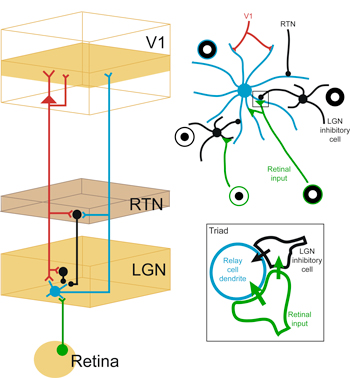 Illustration of neuronal layering