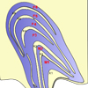 Lateral Geniculate Nucleus Illustration