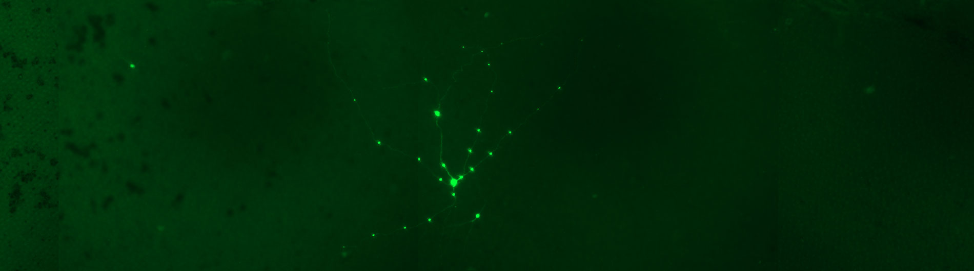 Briggs Lab Histology - Florescent Neurons