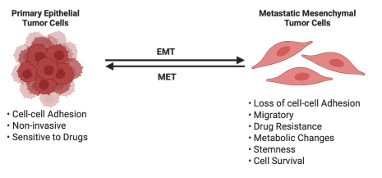 Mechanistic Study of UNC5B in pancreatic ductal adenocarcinoma (PDAC)