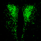 GFP staining in the paraventricular nucleus of Mc4rloxp/loxp mouse after injection of AAV-Cre-GFP