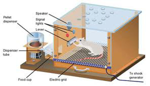 Illustration of rodent experimental apparatus