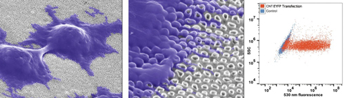 High efficiency gene transfer into HEK293 cells using carbon nanotube arrays