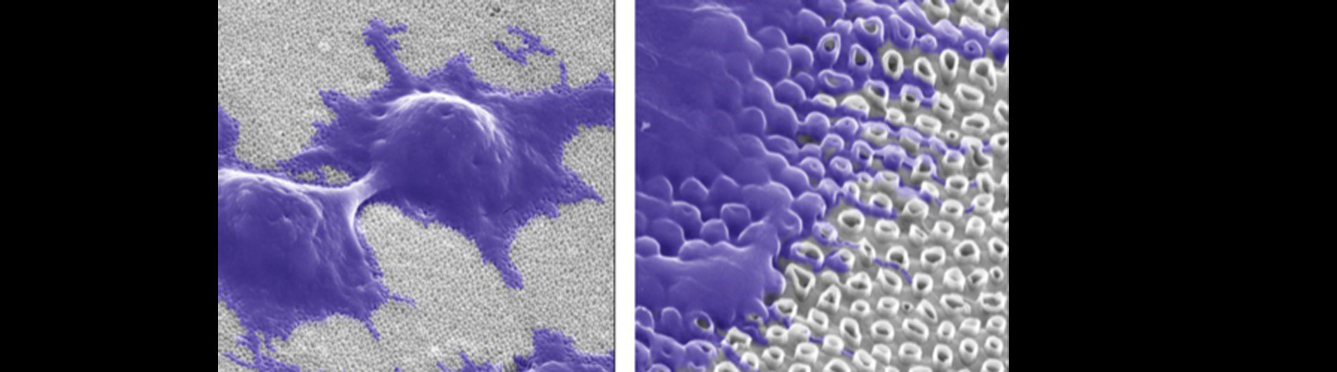 Dickerson Research - Carbon Nanotubes1