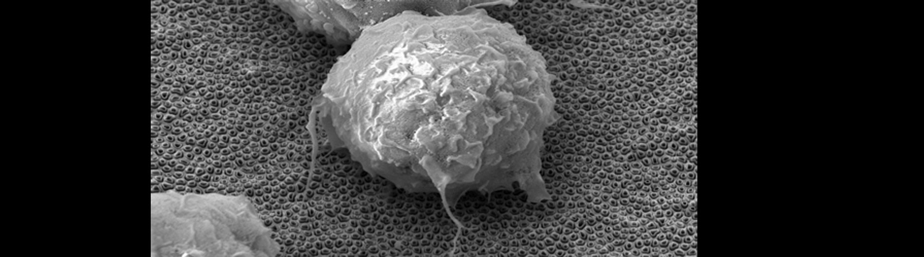 Dickerson Research - Carbon Nanotubes2