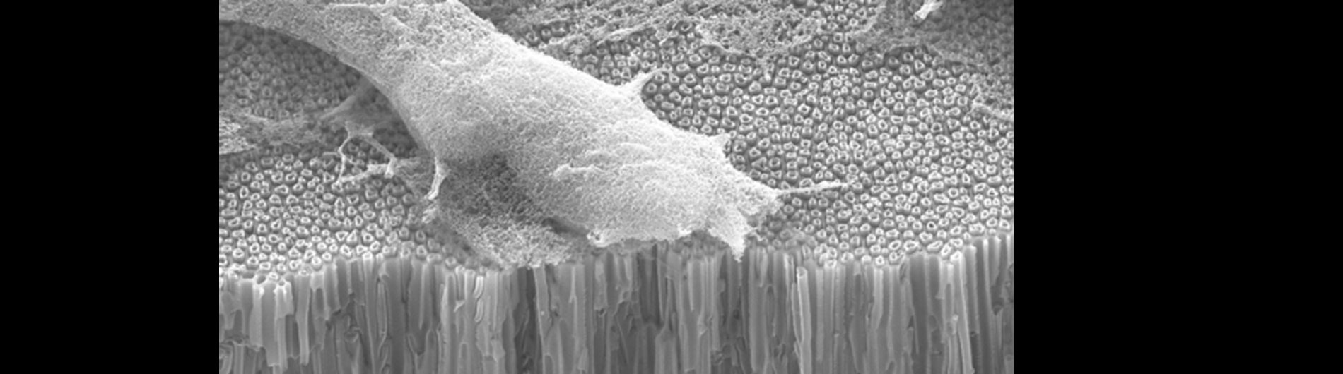 Dickerson Research - Carbon Nanotubes3