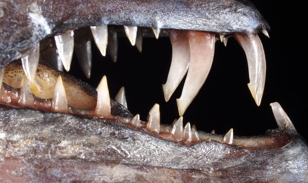Close-up of a fish mouth filled with jagged teeth.