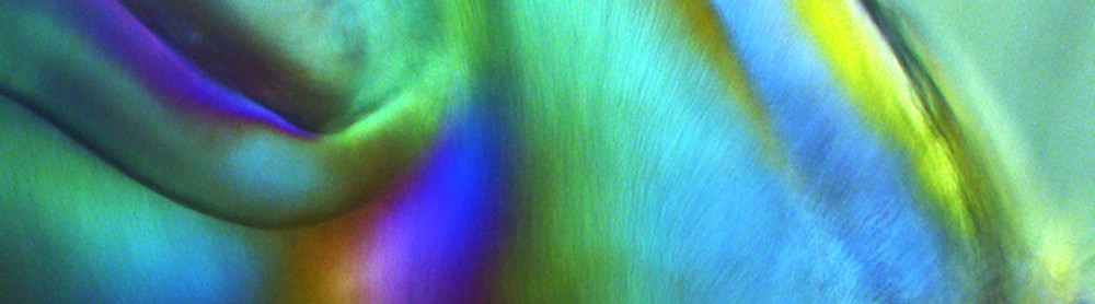 diekwisch-banner-web.jpg Close-up view of a mouse tooth.