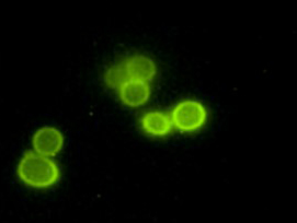 Green Yeast Cells