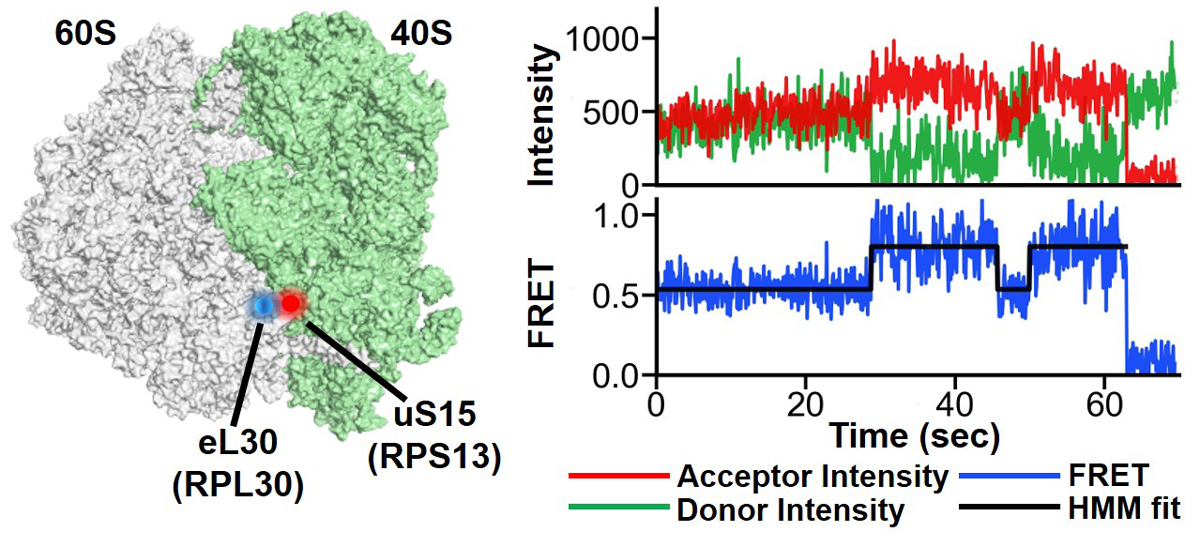 smFRET measurements of intersubunit rotation in yeast ribosomes