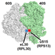 Structural rearrangements of the ribosome and translation factors