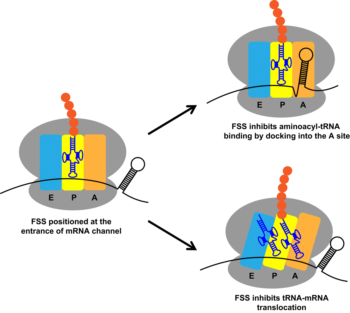 Mechanisms by which frameshift-inducing stem-loops or frameshift-stimulating sequences (FSSs) pause the ribosome during programmed ribosome frameshifting
