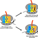 Folding and Dynamics of mRNA