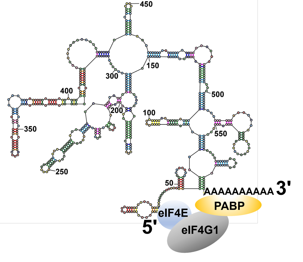 The intrinsic proximity of mRNA ends facilitates the formation of protein complexes that regulate translation initiation by bridging the two ends of mRNAs.