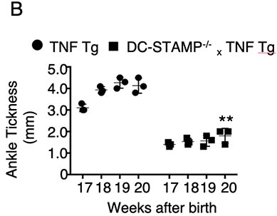 Ankle thickness, TNF Tg mice vs DC-STAMP-/-x TNF Tg mice