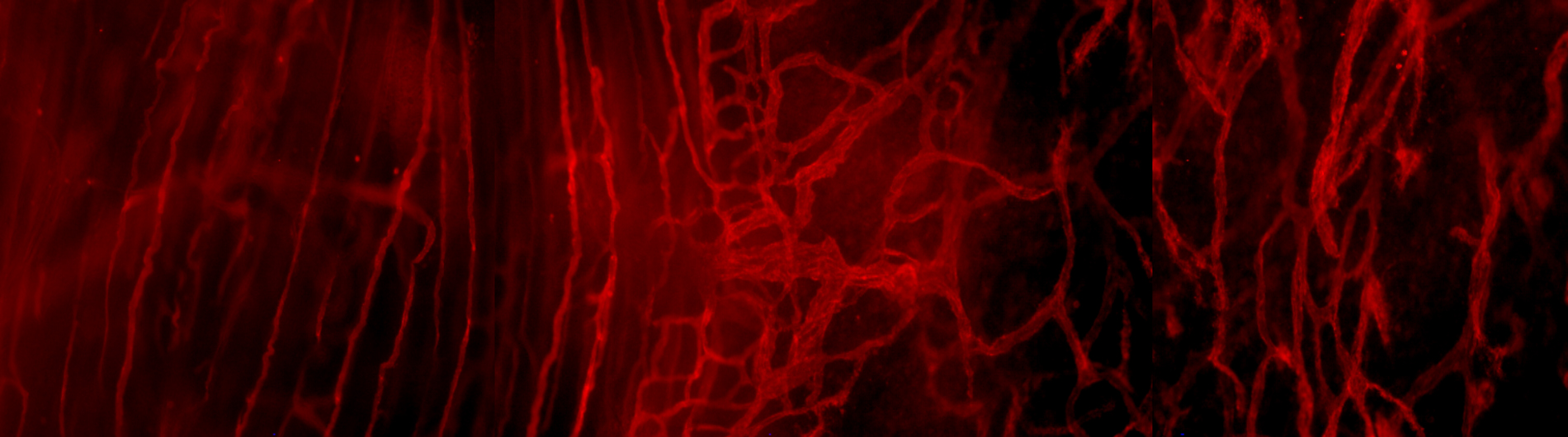 gerber research photo 3