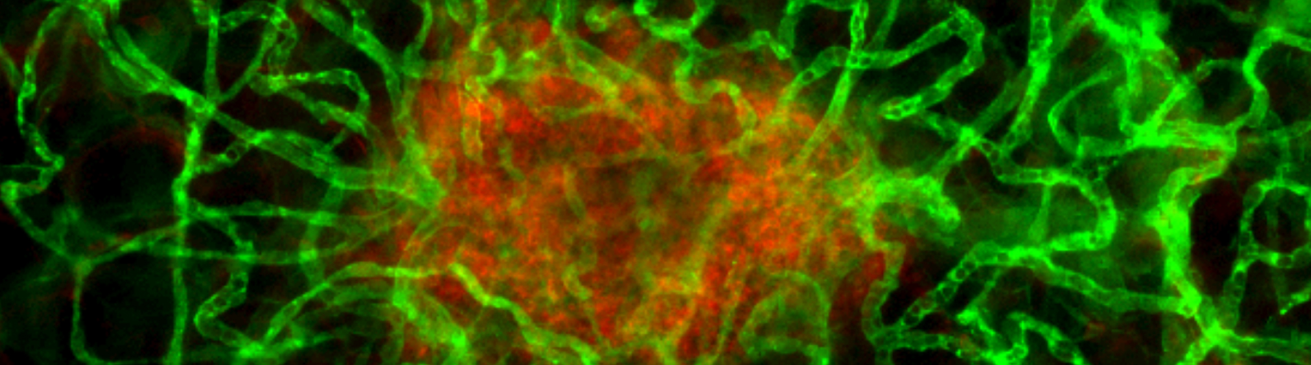 gerber research photo 4