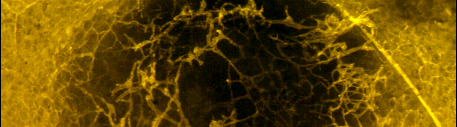 gerber research photo 5