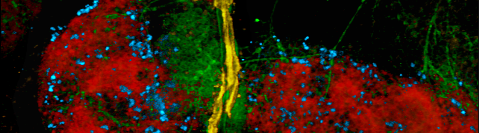 gerber research photo 6