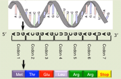 The genetic code and protein synthesis