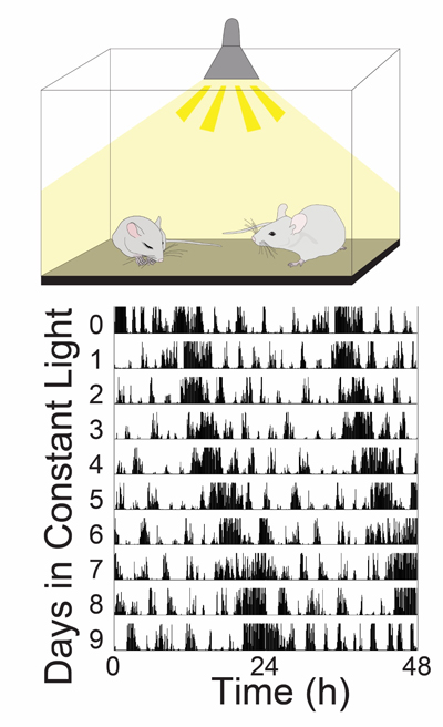 Illustration of mice in a lit box