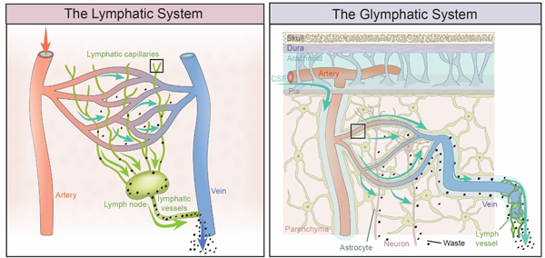 Illustration of lymphatic and glymphatic systems