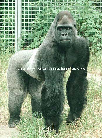 Ndume on all fours looking impressive