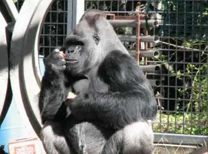 Ndume sniffing some fruit