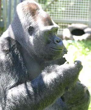 Ndume looking to right deep in thought