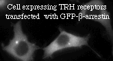 Movie showing the movement of GFP-beta-arrestin after TRH addition