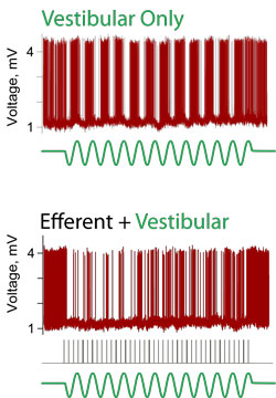 Stimulation of efferent neurons modifies afferent neuronal responses.
