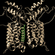 Cellular Mechanisms of Metabotropic Glutamate Receptor Dimer Formation