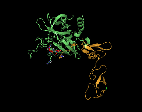 Crystal structure of human activated protein C.