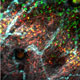 florescent t-cells